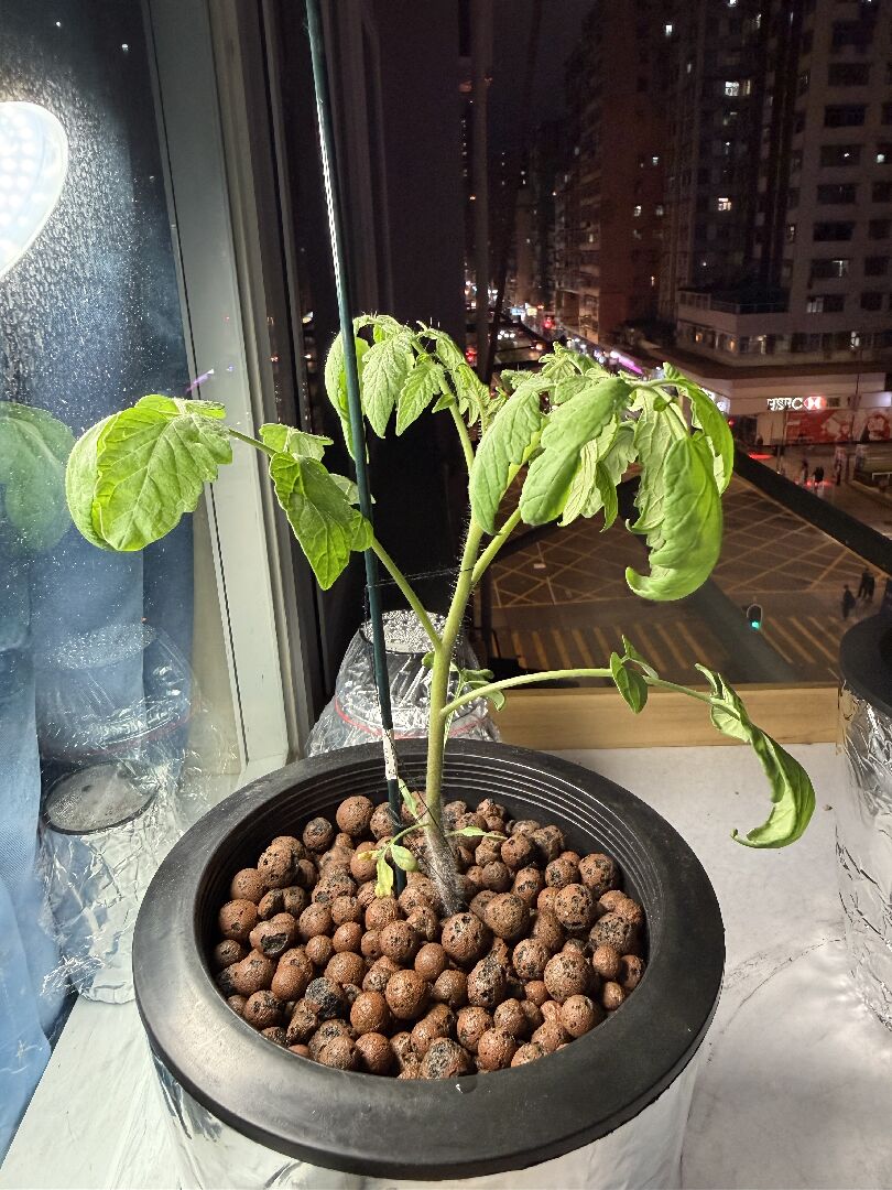 小番茄葉子內捲