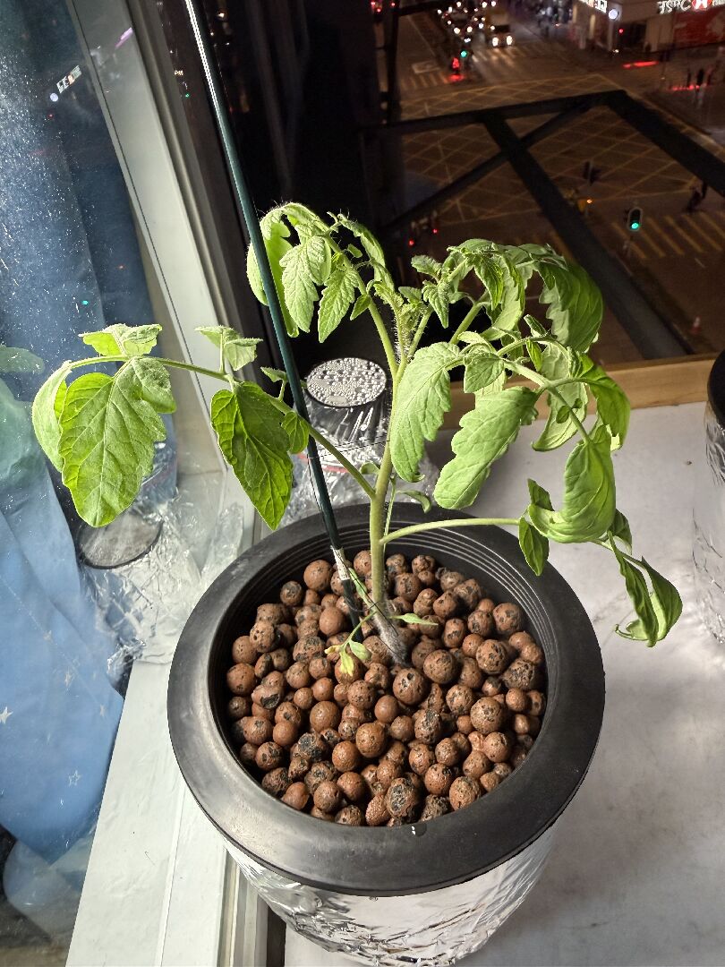 小番茄葉子內捲