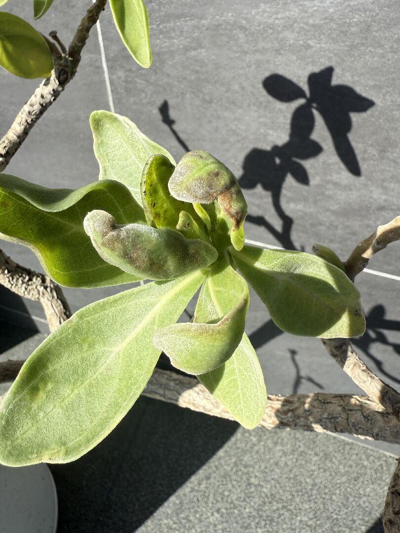 白水木葉面捲曲發黑