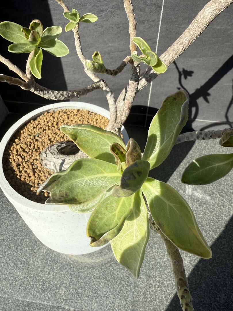 白水木葉面捲曲發黑