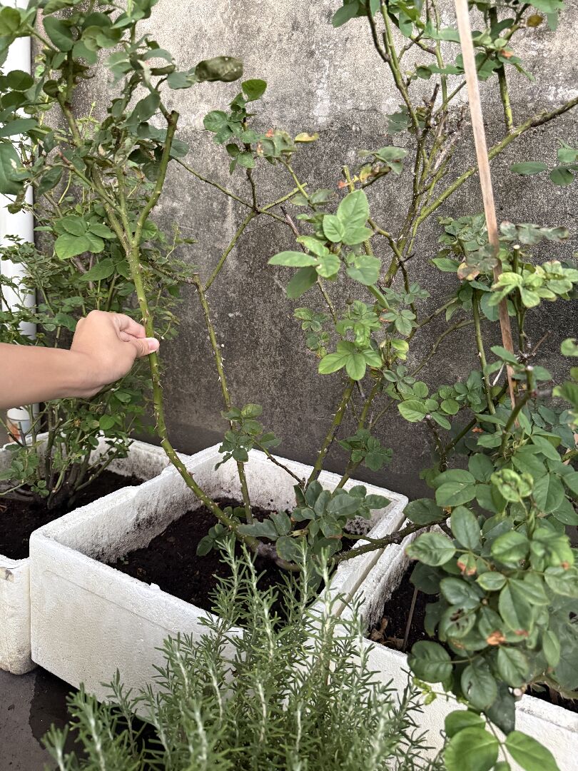 玫瑰的生長狀況和解決方法