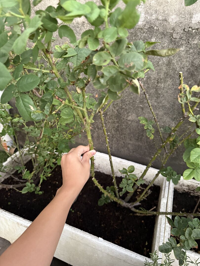 玫瑰的生長狀況和解決方法