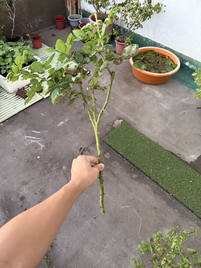 玫瑰的生長狀況和解決方法