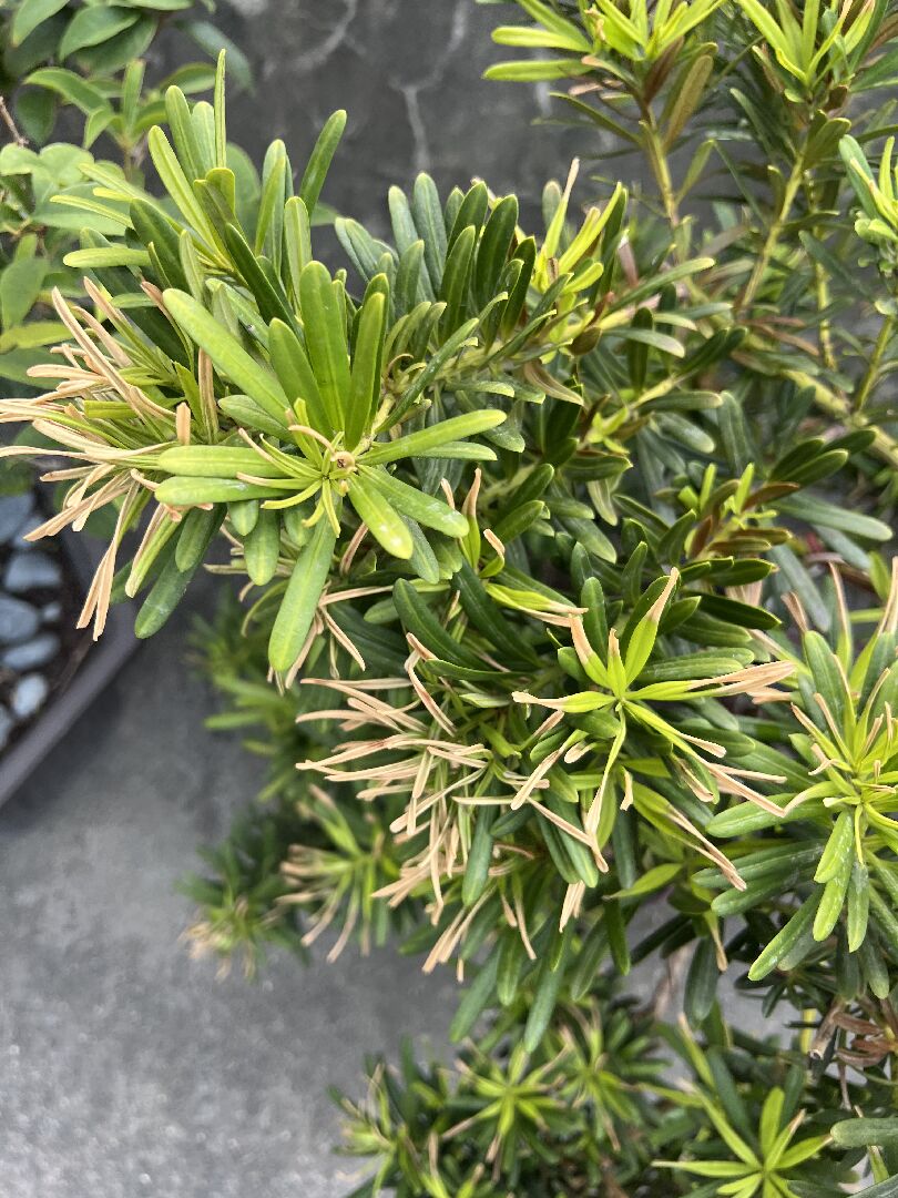 羅漢松枯萎黃葉