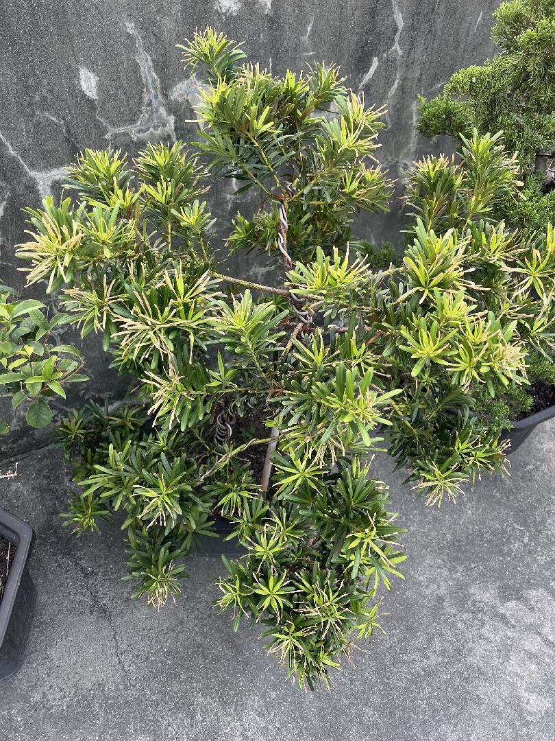 羅漢松枯萎黃葉