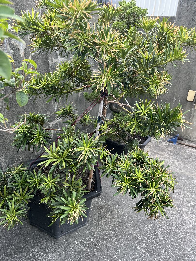 羅漢松枯萎黃葉