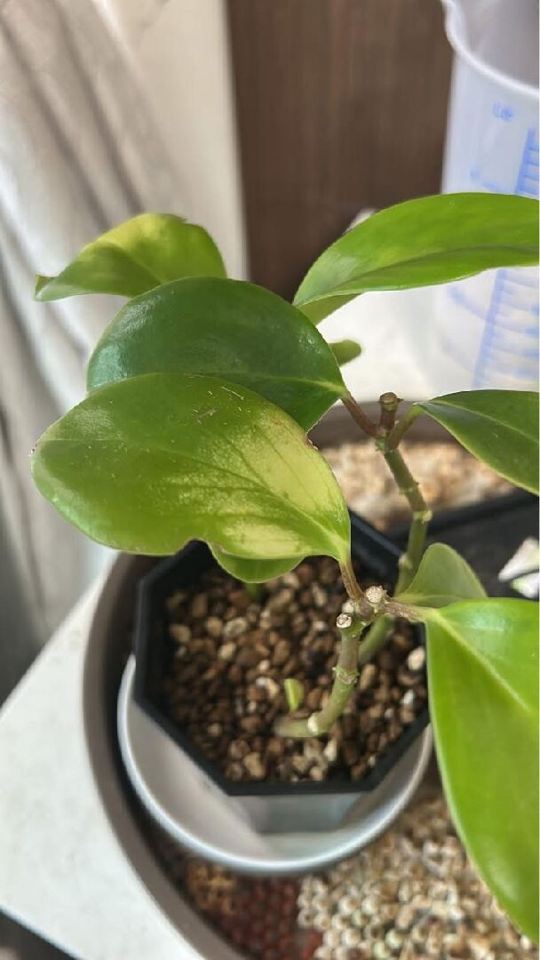 圓葉椒草的葉子從葉梗部分開始發黃