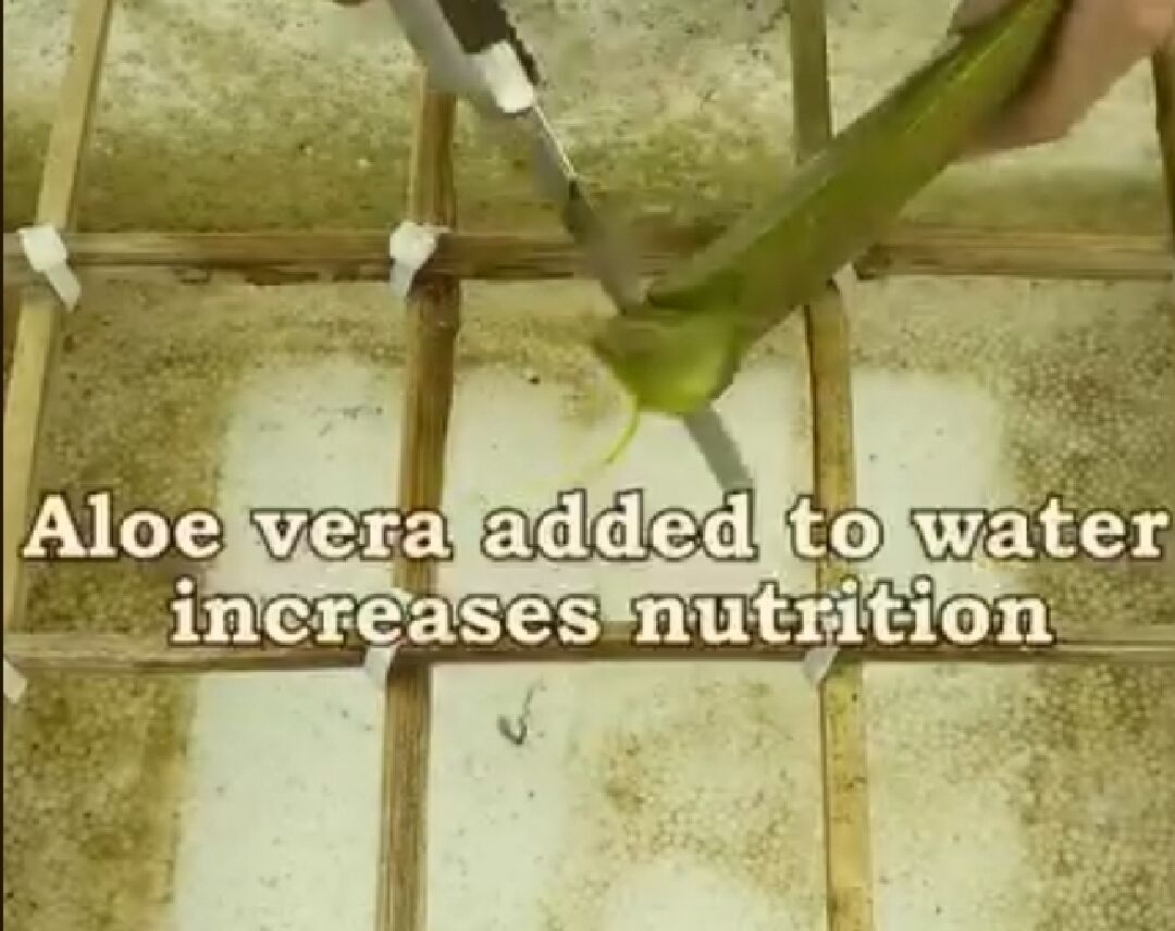 蘆薈植物生長液