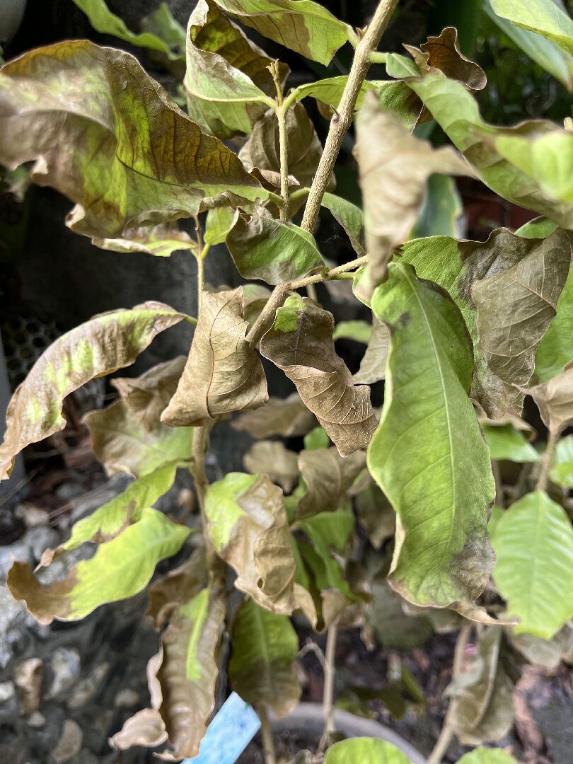 白花錫葉藤（許願藤）葉子枯軟