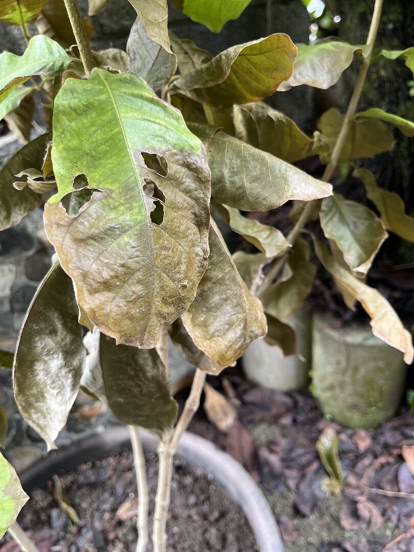 白花錫葉藤（許願藤）葉子枯軟