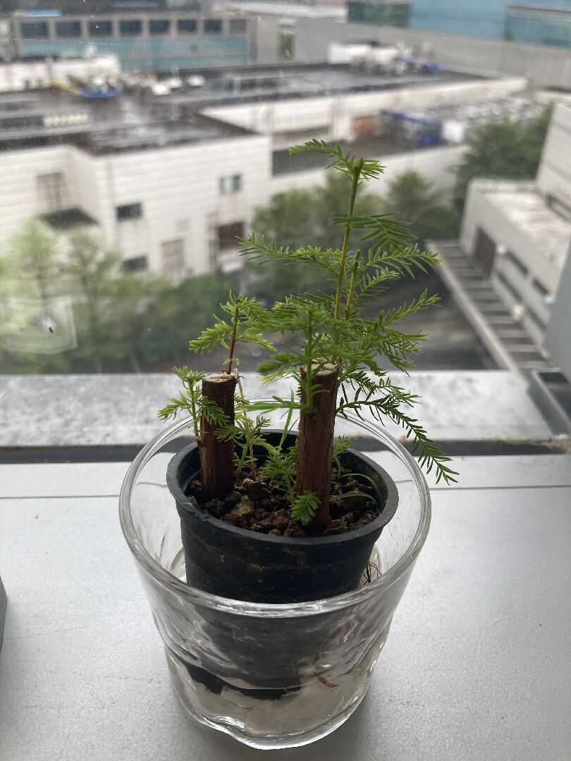 落羽松 介質選擇