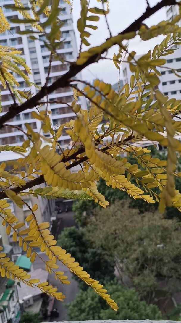 油柑樹 樹葉發黃