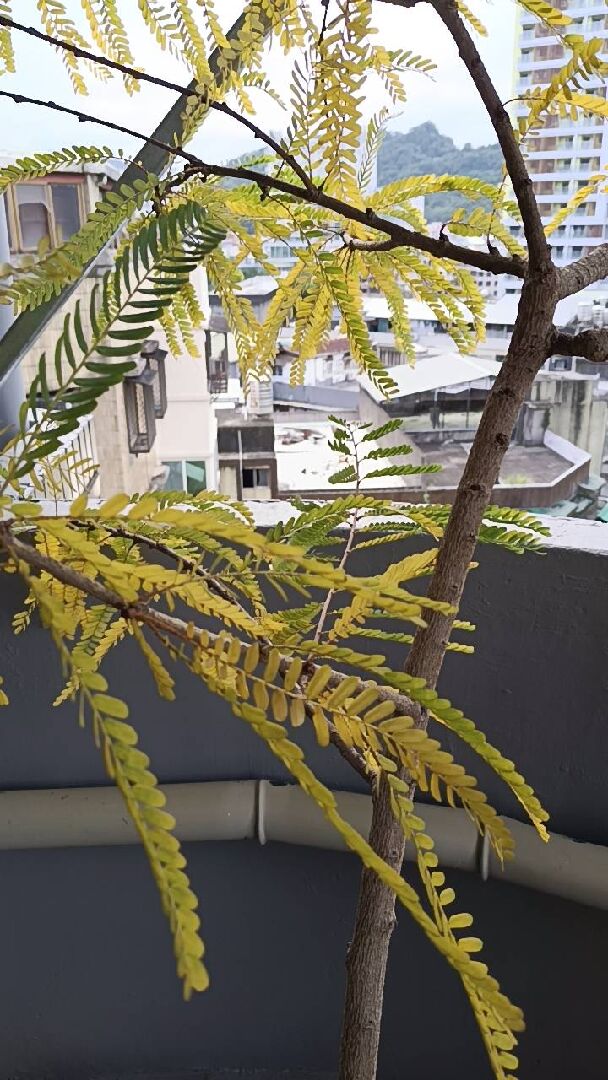 油柑樹 樹葉發黃