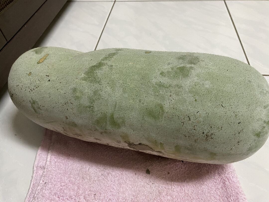 剛採下的冬瓜可以直接做菜嗎？