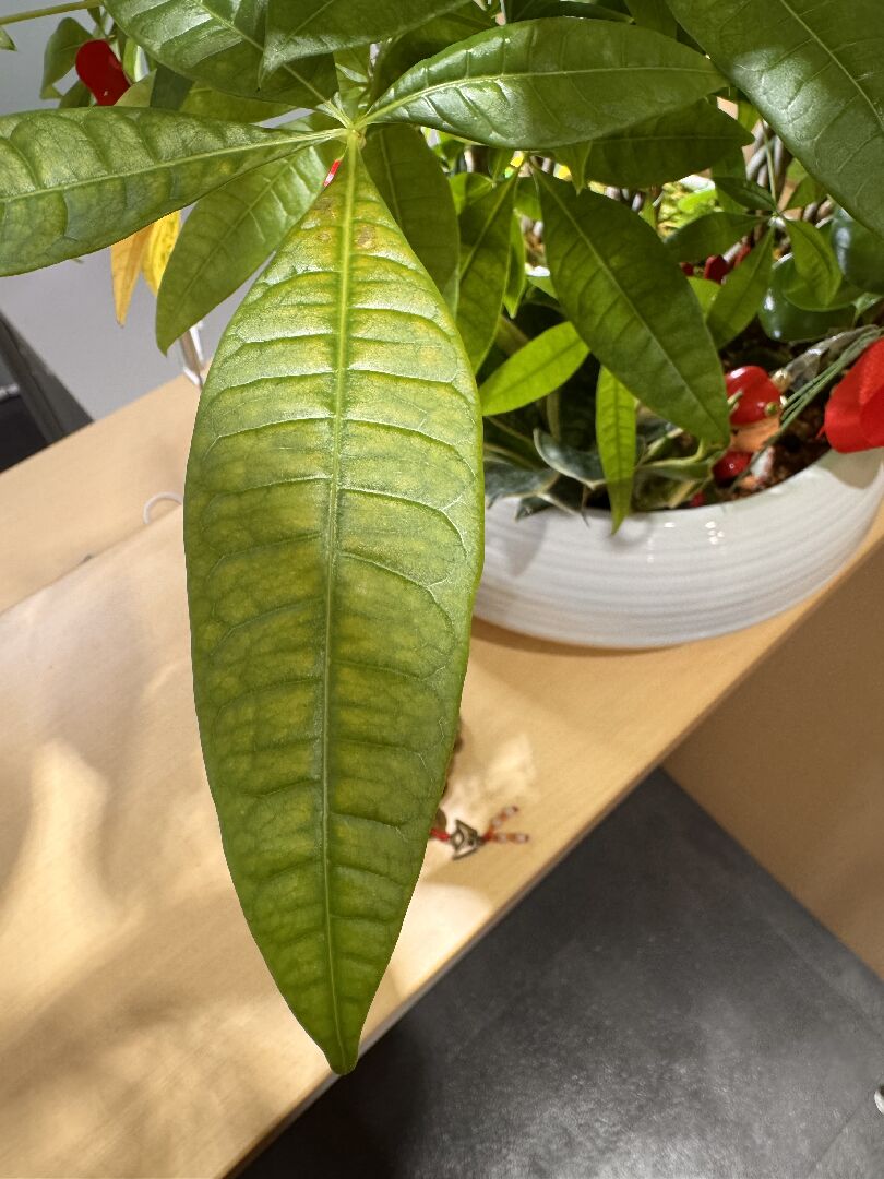 發財樹葉片開始變黃