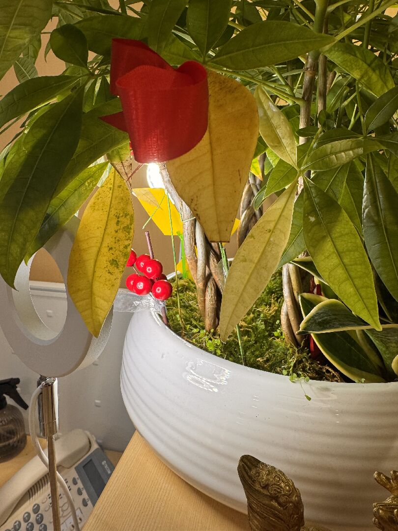 發財樹葉片開始變黃