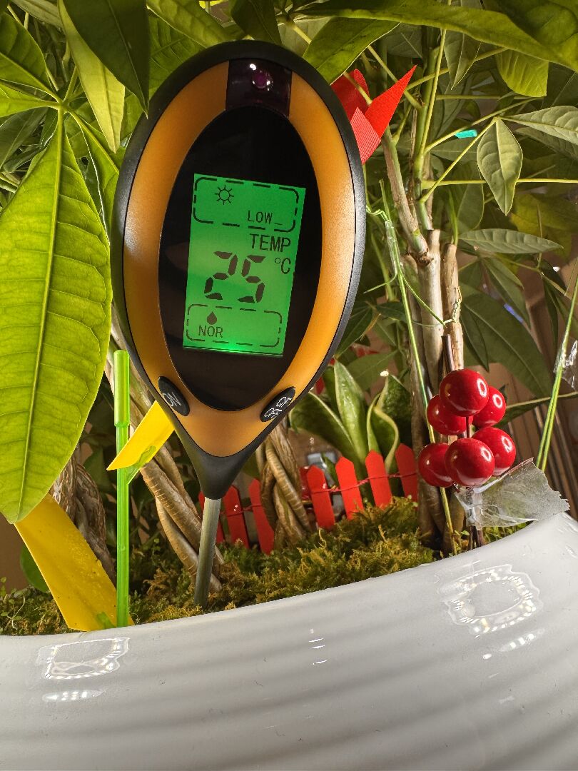 發財樹葉片開始變黃