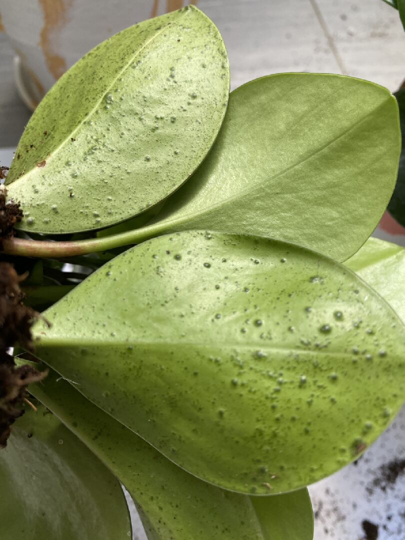 圓葉椒草 葉片背面有許多凸起小圓點