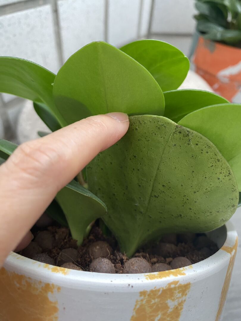 圓葉椒草 葉片背面有許多凸起小圓點