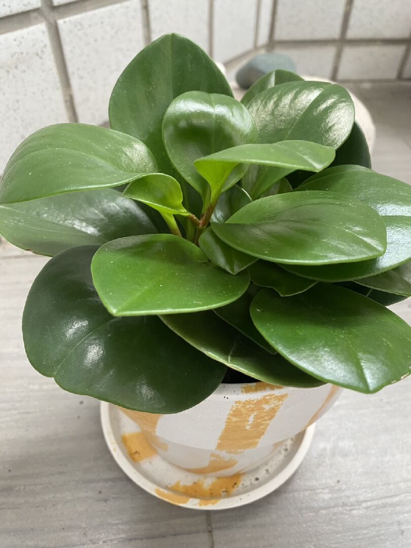 圓葉椒草 葉片背面有許多凸起小圓點