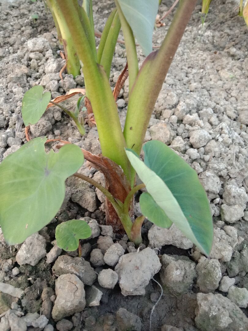 芋頭長出小苗怎麼處理