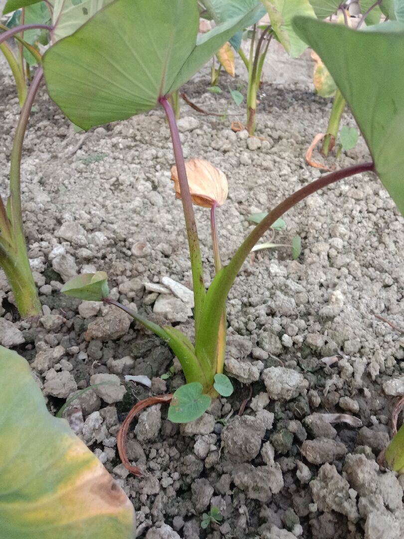 芋頭長出小苗怎麼處理