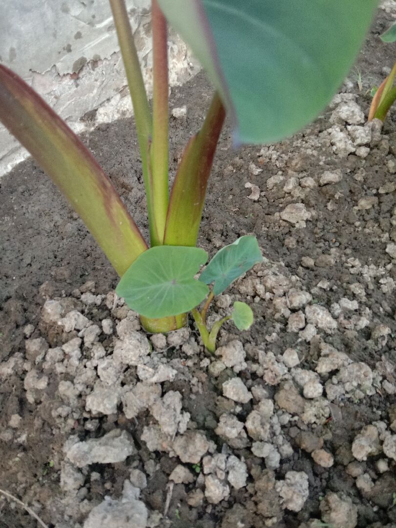 芋頭長出小苗怎麼處理