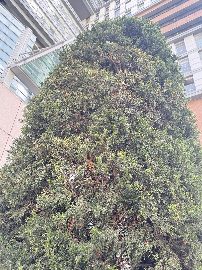 龍柏新長出葉子變黃，如何變綠