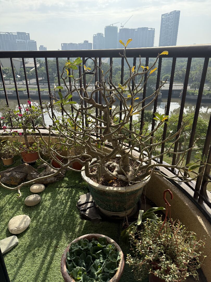 多年老樹沙漠玫瑰最近葉子初生即黃或枯