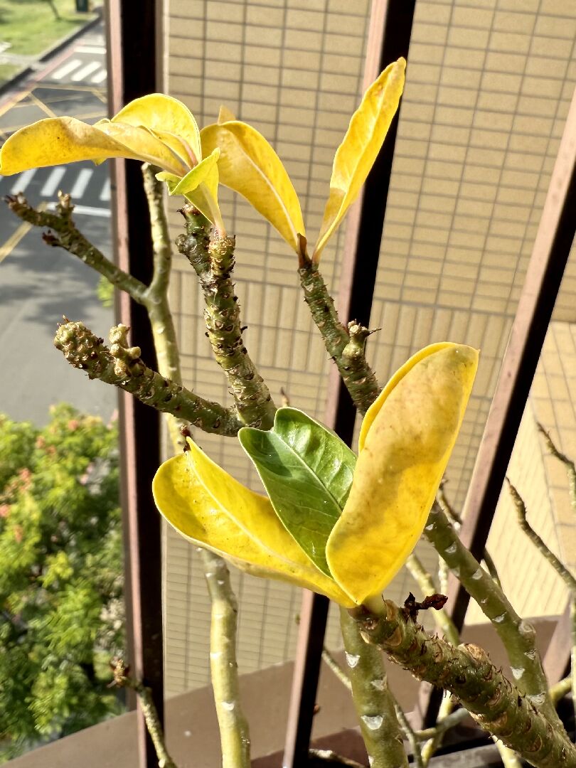 多年老樹沙漠玫瑰最近葉子初生即黃或枯