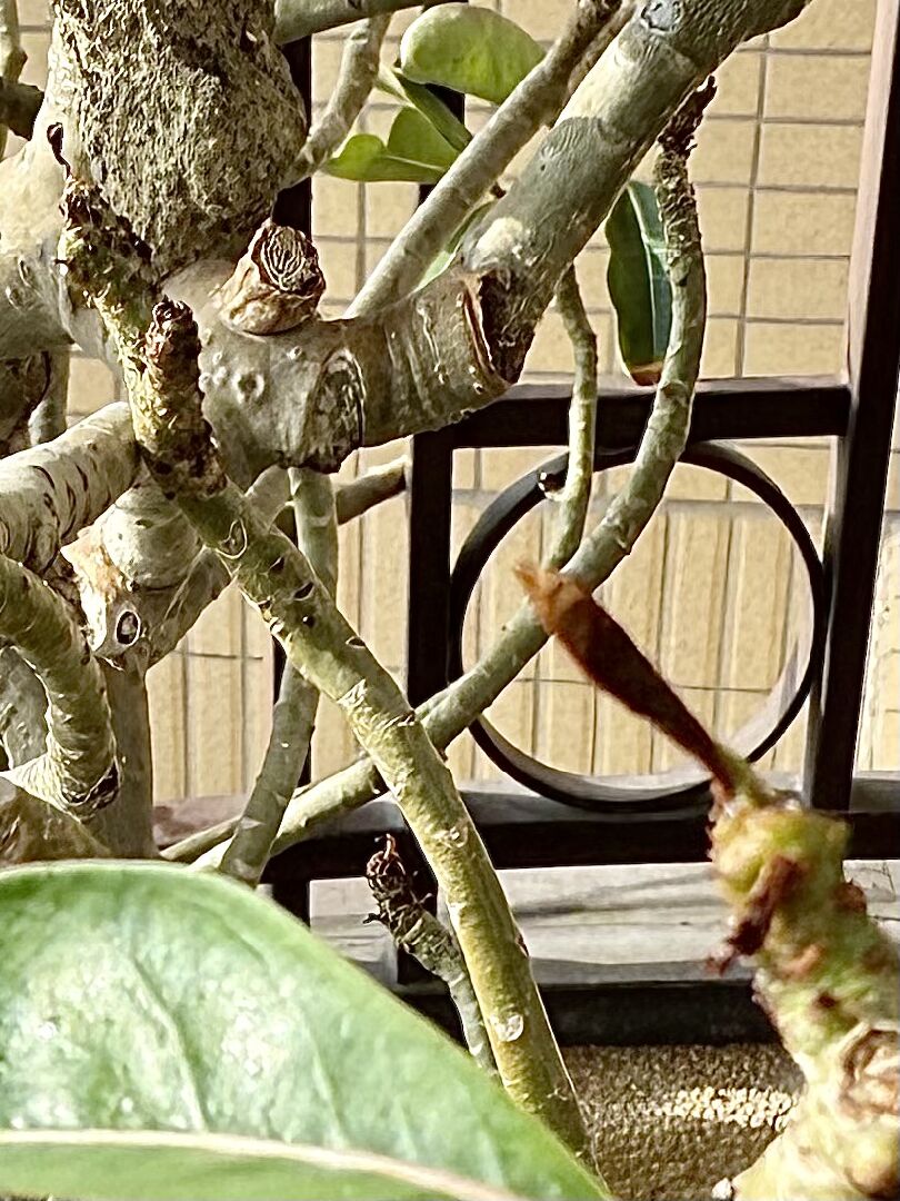 多年老樹沙漠玫瑰最近葉子初生即黃或枯