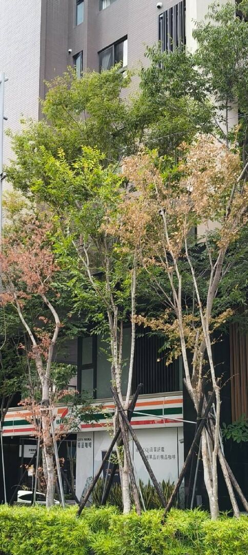 櫸木突發異常枯死