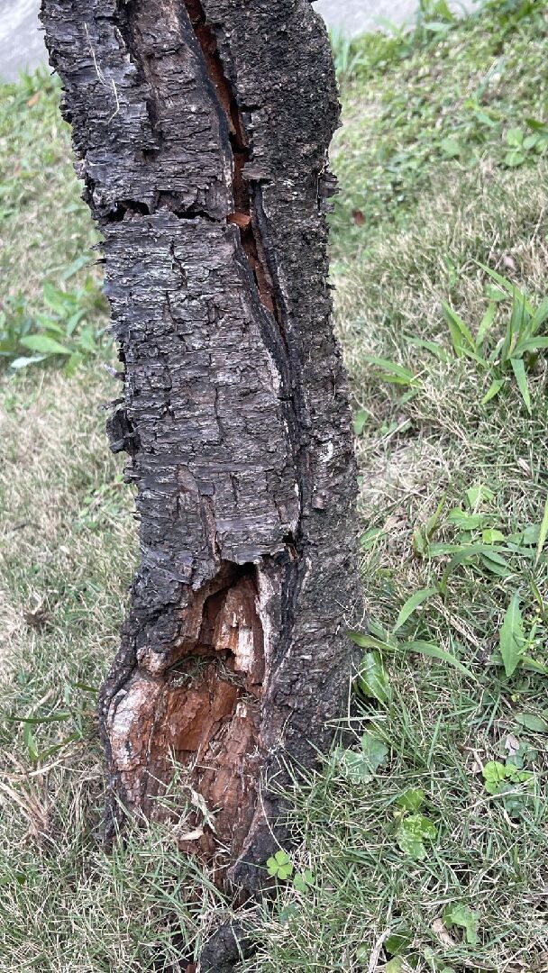 請問此株櫻花是否還存活?