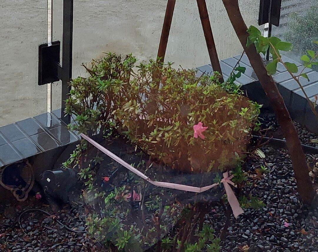 杜鵑花變成這樣要怎麼救？