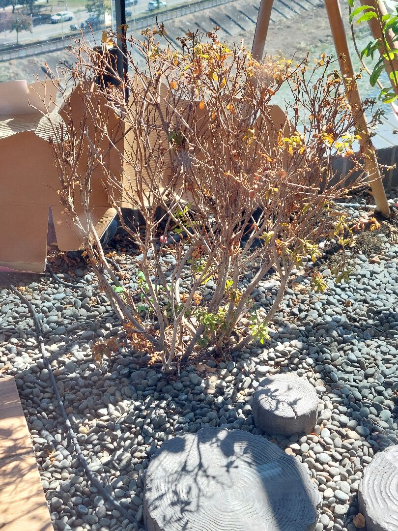 杜鵑花變成這樣要怎麼救？