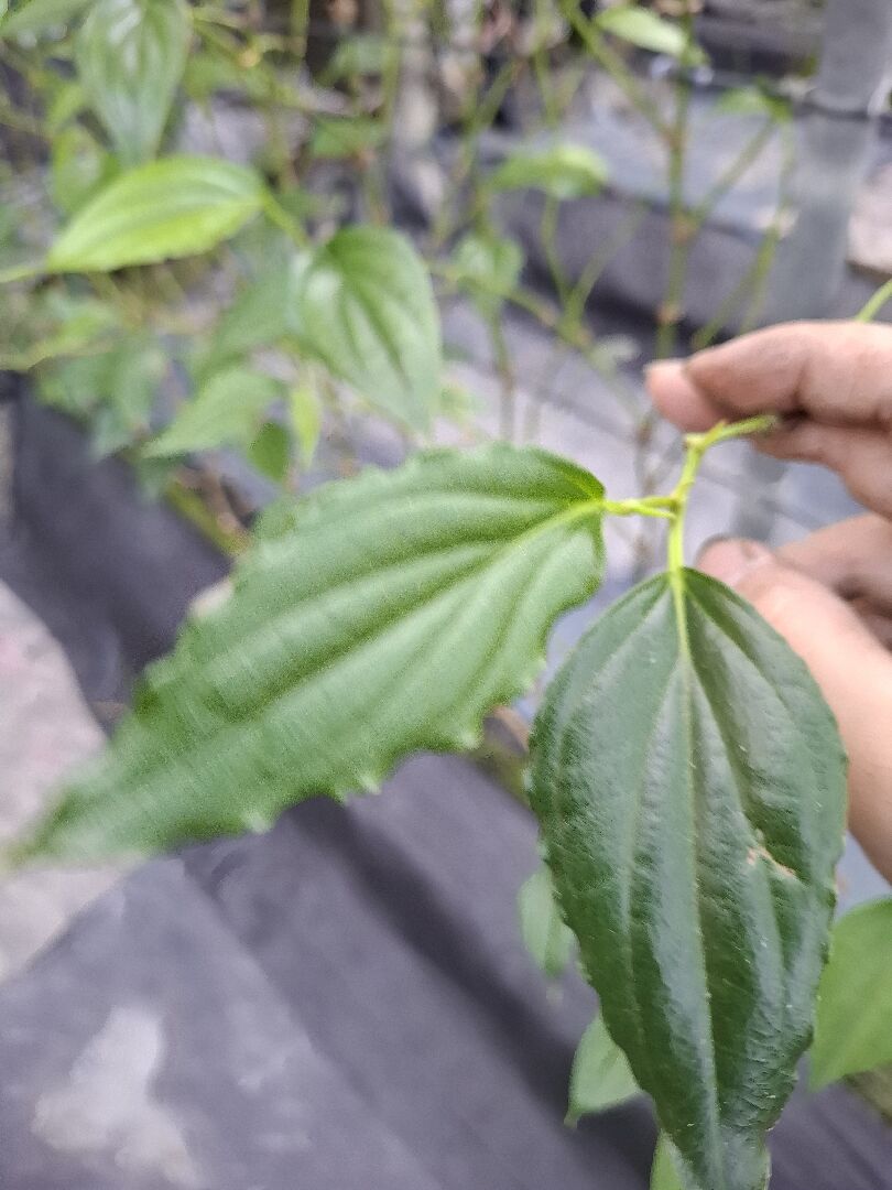 賽普護太寧是否有藥害