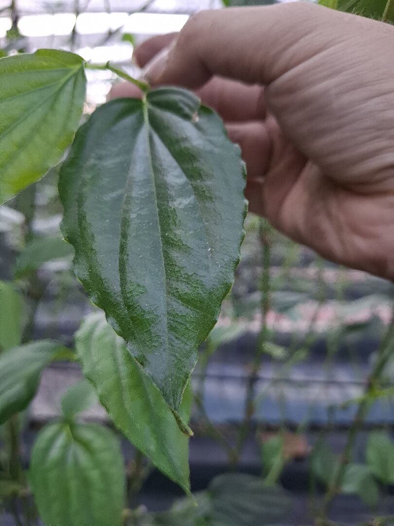 賽普護太寧是否有藥害