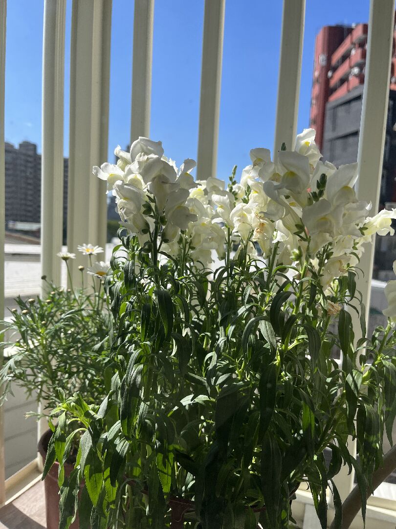 金魚草葉子垂垂的，請問是什麼狀況？