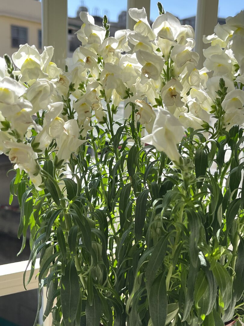 金魚草葉子垂垂的，請問是什麼狀況？