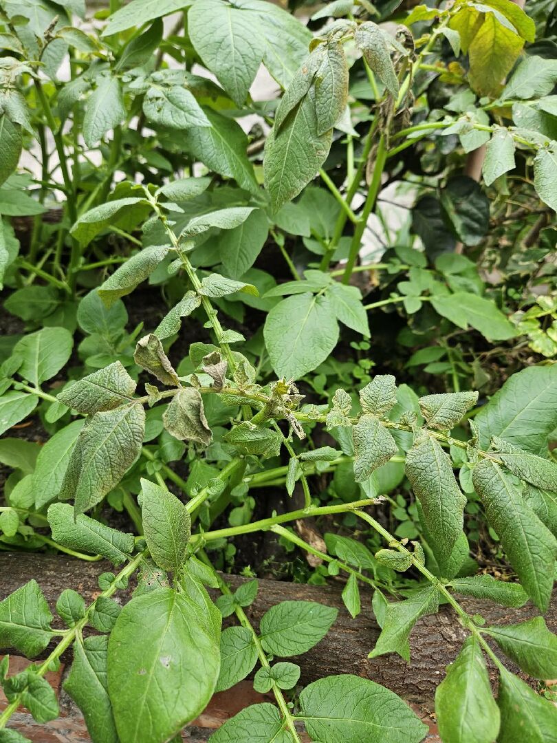 馬鈴薯種植問題