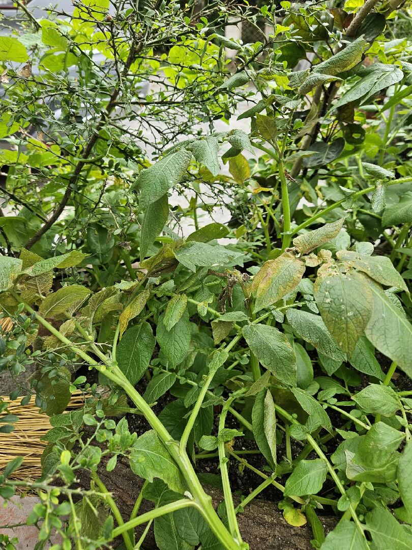 馬鈴薯種植問題