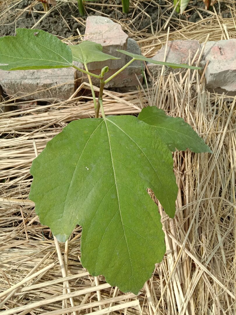 請問無花果的品種？
