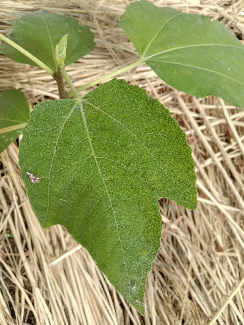 請問無花果的品種？