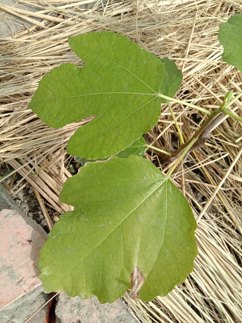 請問無花果的品種？