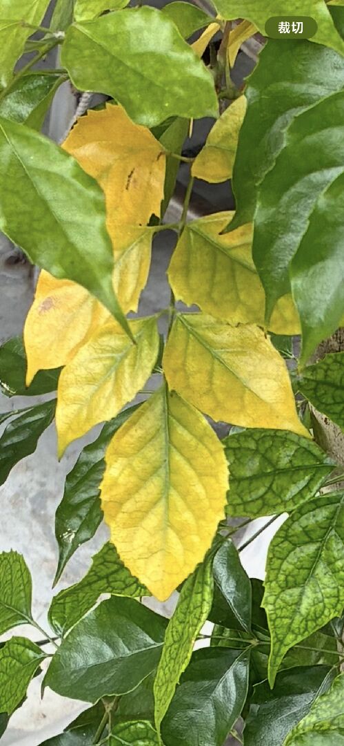 菜豆樹上方葉子變黃但葉脈是綠色