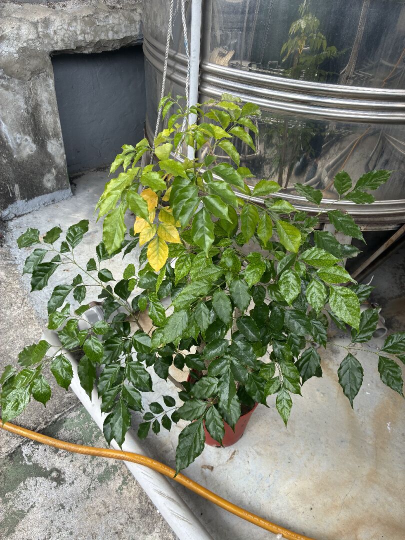 菜豆樹上方葉子變黃但葉脈是綠色