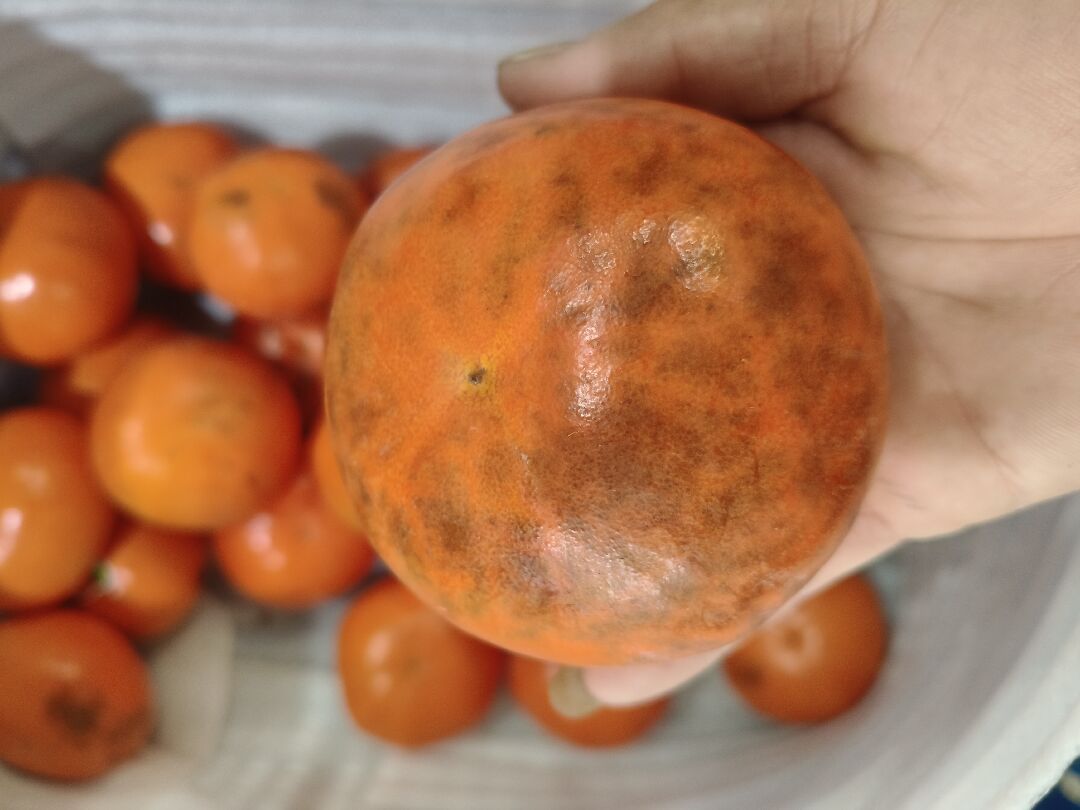 可以請問這個甜柿生什麼病害