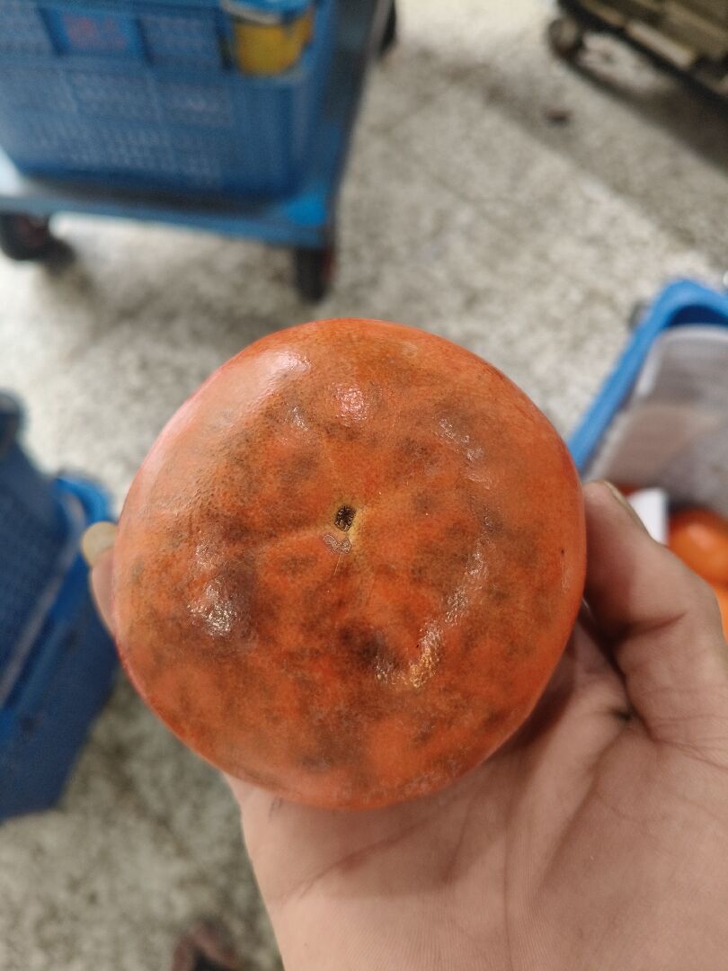 可以請問這個甜柿生什麼病害