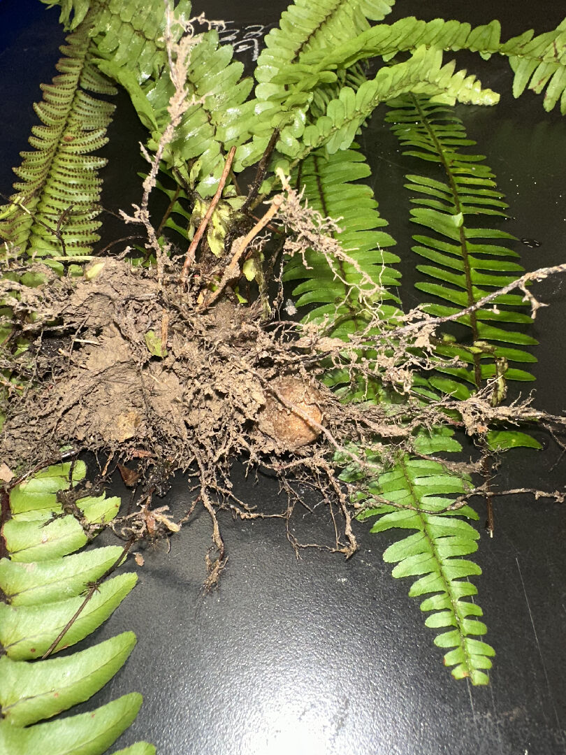 請問這是什麼植物呢？