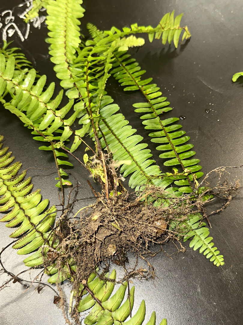 請問這是什麼植物呢？